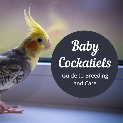 Caring for Cockatiel Babies - PetHelpful