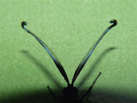 Amazing antennae of insects - Frontline