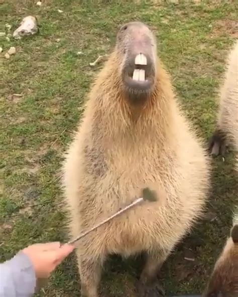 Like other rodents, the front teeth of Capybaras grow continuously throughout their lives. The ...