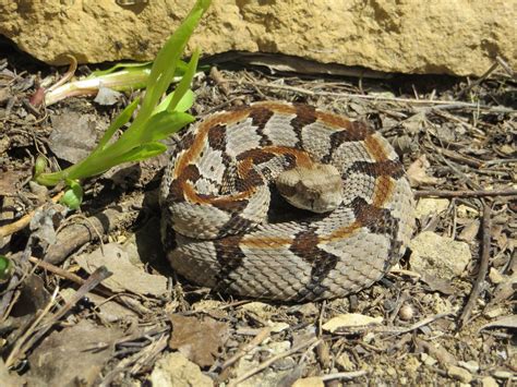 Timber Rattlesnake (Crotalus horridus) - Reptiles and Amphibians of Iowa