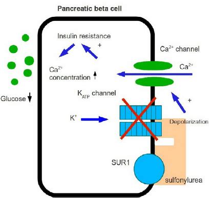 Action of sulfonylurea on β -cell. | Download Scientific Diagram