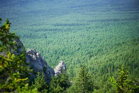 Apa Perbedaan Taiga dan Tundra? - Russia Beyond