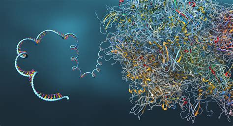 Scientists develop novel mRNA delivery method using extracellular vesicles | MD Anderson Cancer ...