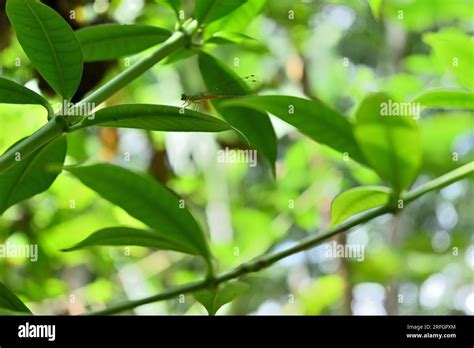 Underneath view of an Orange tailed marsh dart damselfly sitting on top of a yellow Allamanda ...