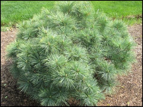 DWARF WHITE PINE – BLUE SHAG – Hinsdale Nurseries – Welcome to Hinsdale Nurseries