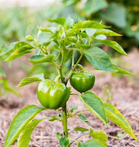 Tips & Information about Peppers - Gardening Know How