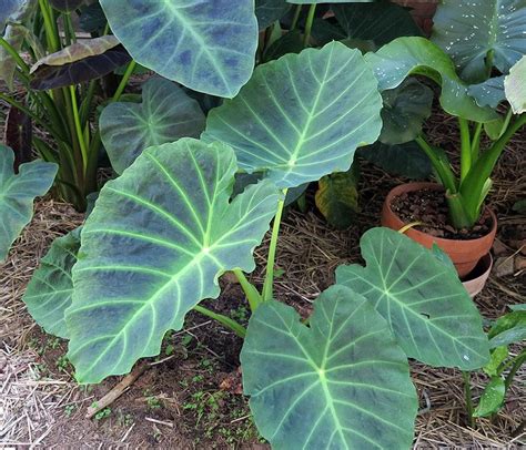 Elephant Ears (Colocasia): Plant Care and Collection of Varieties - Garden.org