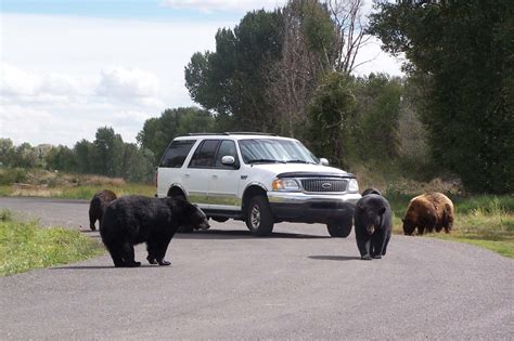 Yellowstone Bear World - Jackson Hole Traveler