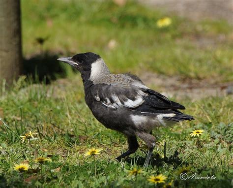 Baby Magpie | BIRDS in BACKYARDS