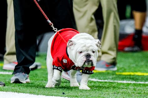 What happened when Bevo ‘charged’ Uga: My harrowing first-person account - The Athletic