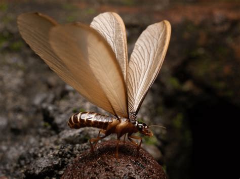 Flying Termites: What they are and can do to your home