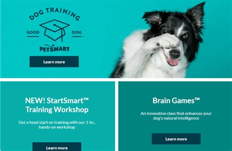 Pet Smart Dog Training - A Comprehensive Guide - Petsmartgo