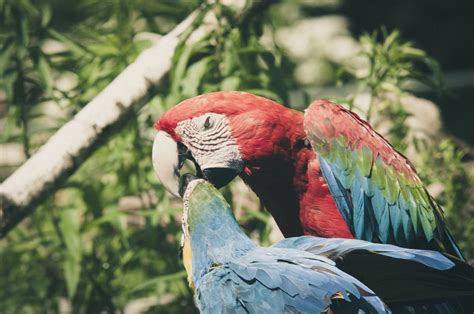Free Images : bird, wing, petal, beak, color, colorful, feather, material, plumage, macaw, close ...