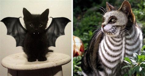 10+ Terrifyingly Pawsome Halloween Cat Costumes | Bored Panda