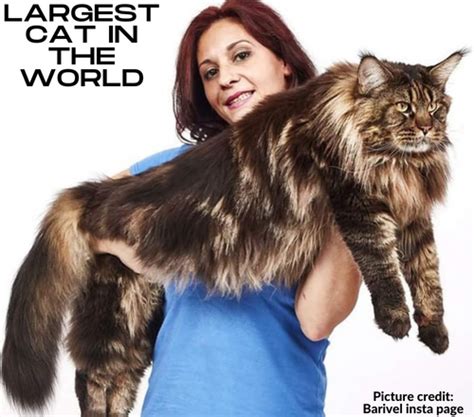 Maine Coon Size | The Largest Breed Of Domestic Cat