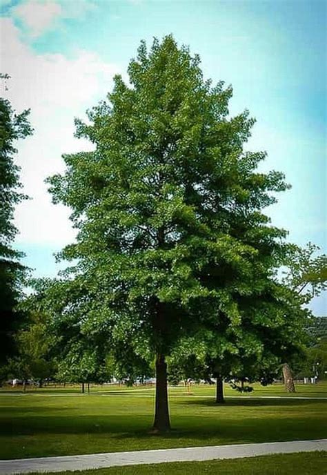 Pin Oak Trees are large oak trees known for their fantastic height and size. These are huge and ...