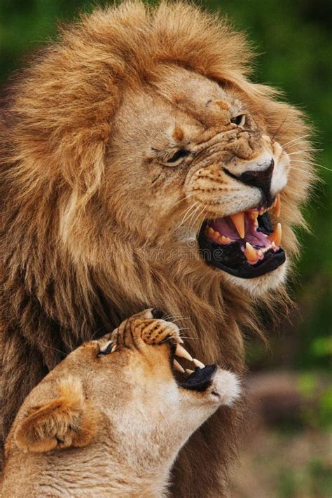 Lions Family in Savannah in Tanzania Stock Photo - Image of feelings ...