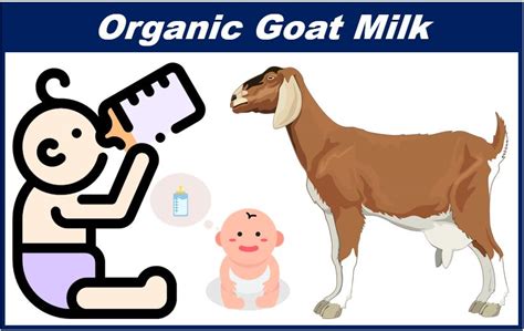 Your Ultimate Guide on Organic Goat Milk Formula for Babies