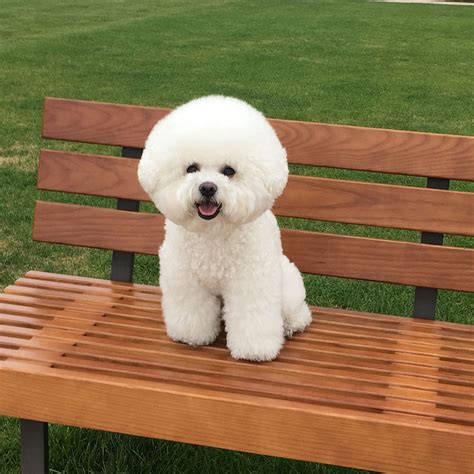 Pin by Dog Lover 4 Dog Lovers on bichonfrise | Bichon frise dogs, Bichon frise puppy, Bichon dog