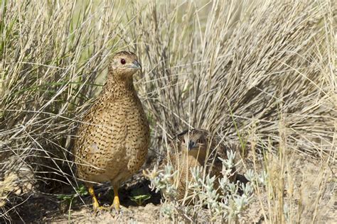 BirdLife Melbourne - Brown Quail