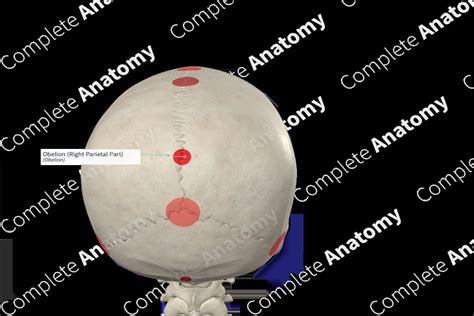 Obelion (Right Parietal Part) | Complete Anatomy