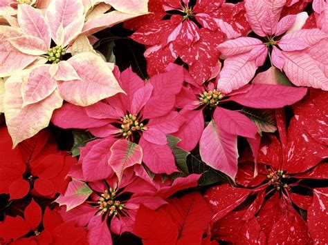 Poinsettia Wallpapers - Wallpaper Cave