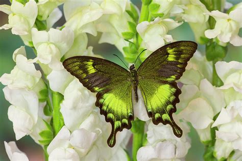 Green Swallowtail Butterfly Papilio #2 Photograph by Darrell Gulin - Fine Art America