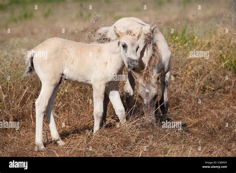 Sorraia horse rare breed animal Portugal Europe Stock Photo - Alamy