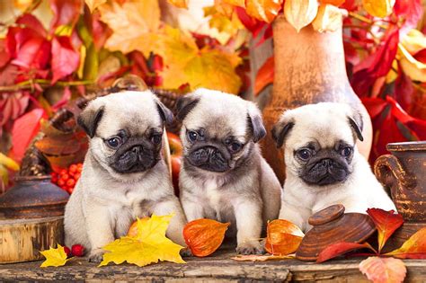 Pug puppies in the fall, colorful, fall, autumn, adorable, sweet, cute, leaves, HD wallpaper ...