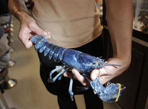 Rare blue lobster saved from Red Lobster restaurant finds new home at local zoo