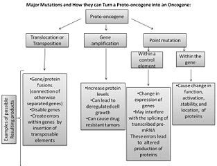 10.4A: Proto-oncogenes - Biology LibreTexts