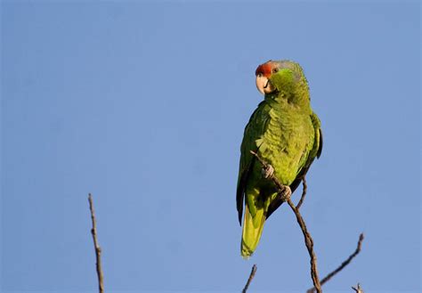 Red-crowned Parrot - Greg in San Diego