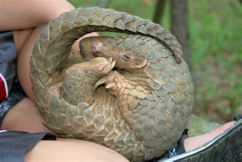 5 facts about the Sunda Pangolin to celebrate World Pangolin Day ...