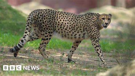 Madhya Pradesh: India prepares to welcome 12 African cheetahs