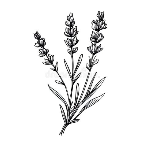 Plant Lavender Flower Ai Generated Stock Illustration - Illustration of drawn, frame: 290930594