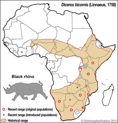 Black Rhinoceros - A Critically Endangered Species | HubPages