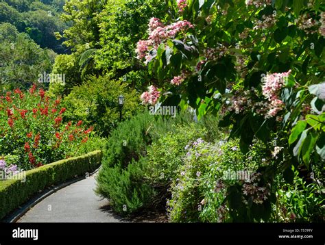 Rose Garden at Wellington Botanic Gardens, Wellington, North Island ...