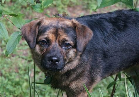 Puggle - Pug Beagle Mix Complete Guide - Animal Corner