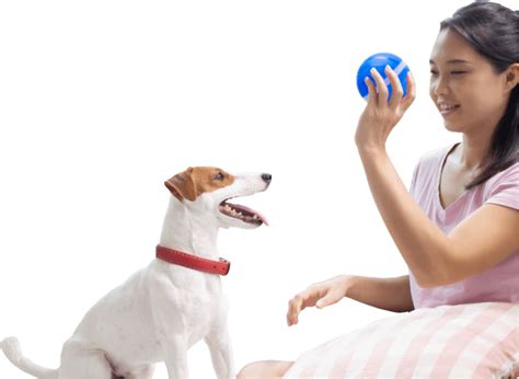 Barx Busyball Review 2021- The Best Smart Toy For Dogs?