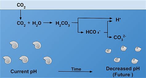 Ocean Acidification - WorldAtlas