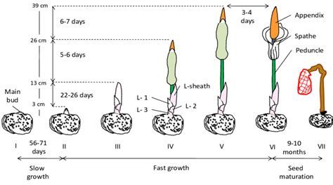 Spadix development of A. muelleri from flower bud to seed maturation ...