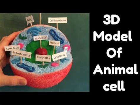 How to make animal cell 3D model school science project - YouTube