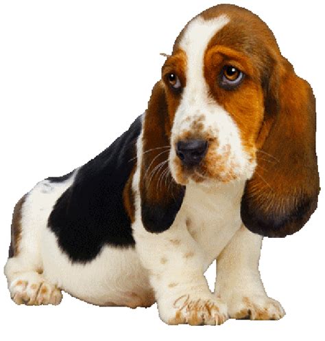 Pin by Chispita . on Aves, Animales, insectos. | Hound puppies, Basset hound puppy, Basset hound