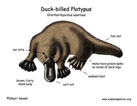 Platypus (Duck-billed)