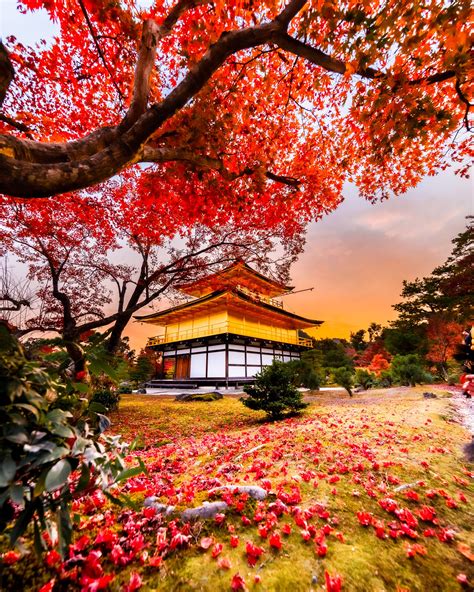 Top 10 Momiji photo spot in Japan: Kinkaku-ji, the golden pavillon in Kyoto | Autumn in japan ...