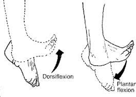 Plantar Flexion Exercises