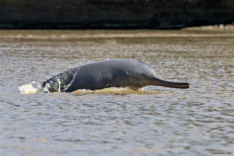 Ganges River Dolphin Extinct