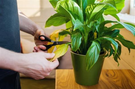 How to Prune Peace Lily Plants (Essential Guide) - Petal Republic