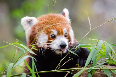 "Forest Guardians" in Nepal Employ Citizen Science to Protect ...