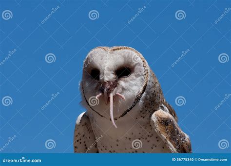 Owl eating a mouse stock photo. Image of orientation - 56775340